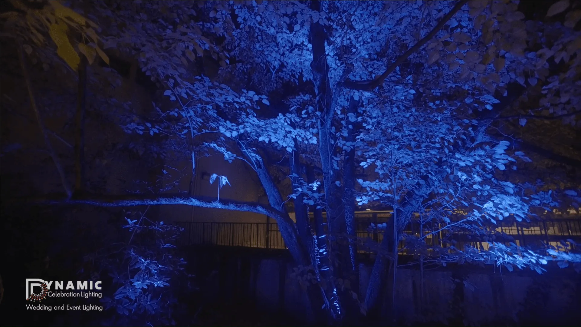 A tree uplit in blue at an outdoor wedding and event venue at night