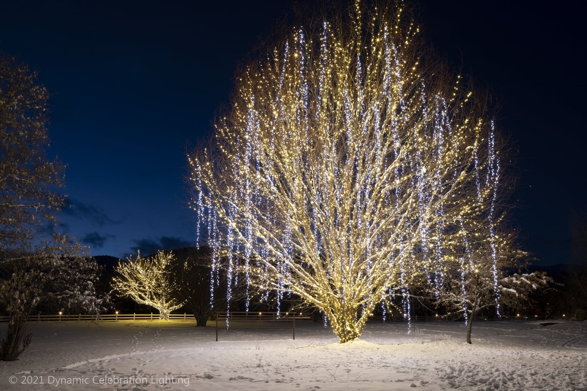 A large tree wrapped in sparkling white lights glows in a snowy yard at night.